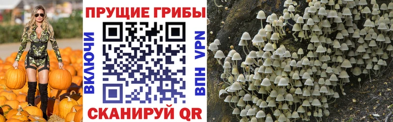 что такое Ейск Галлюциногенные грибы ЛСД